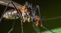 4 dengue patients die, 959 hospitalised in a day